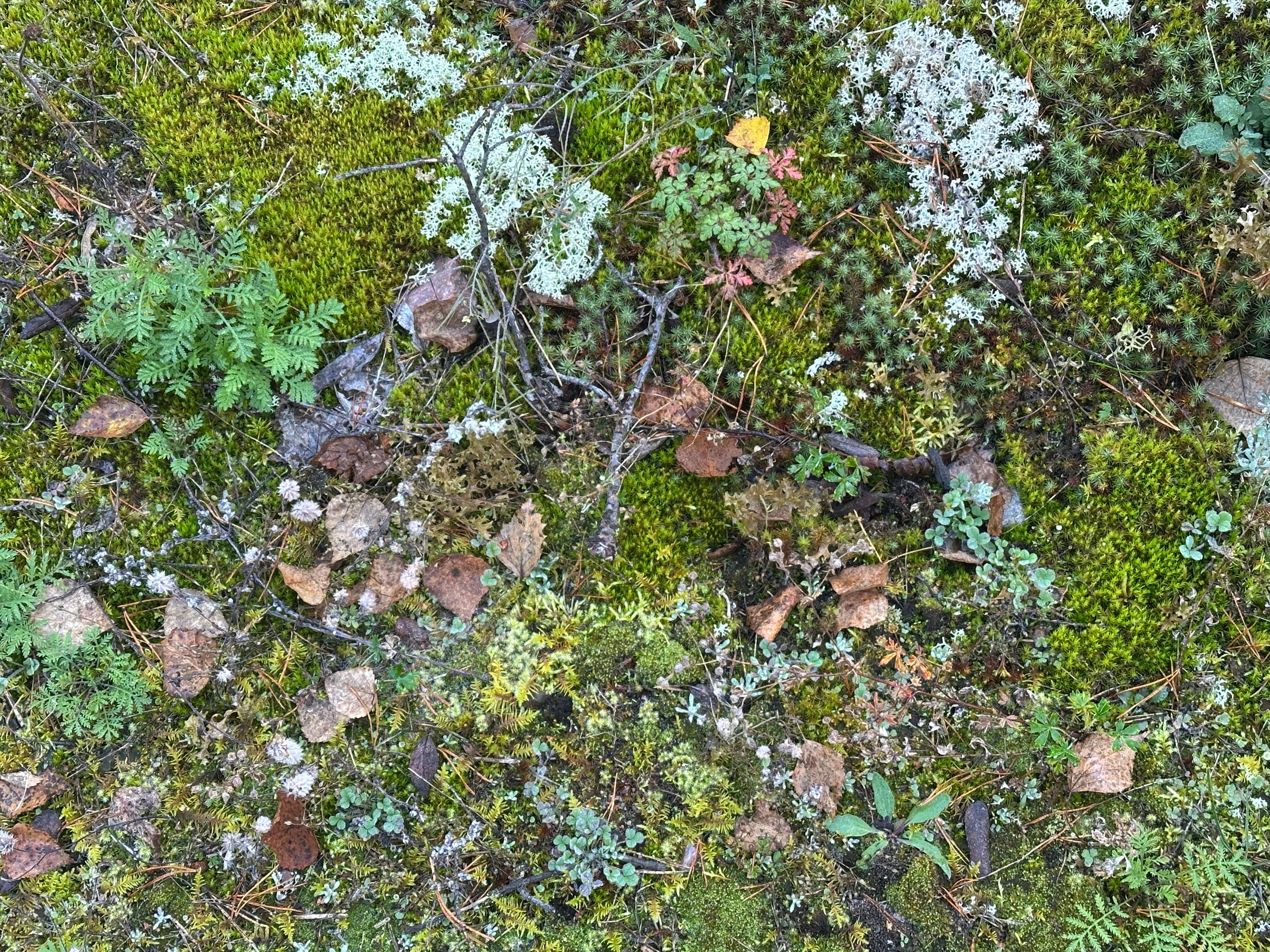 Moss